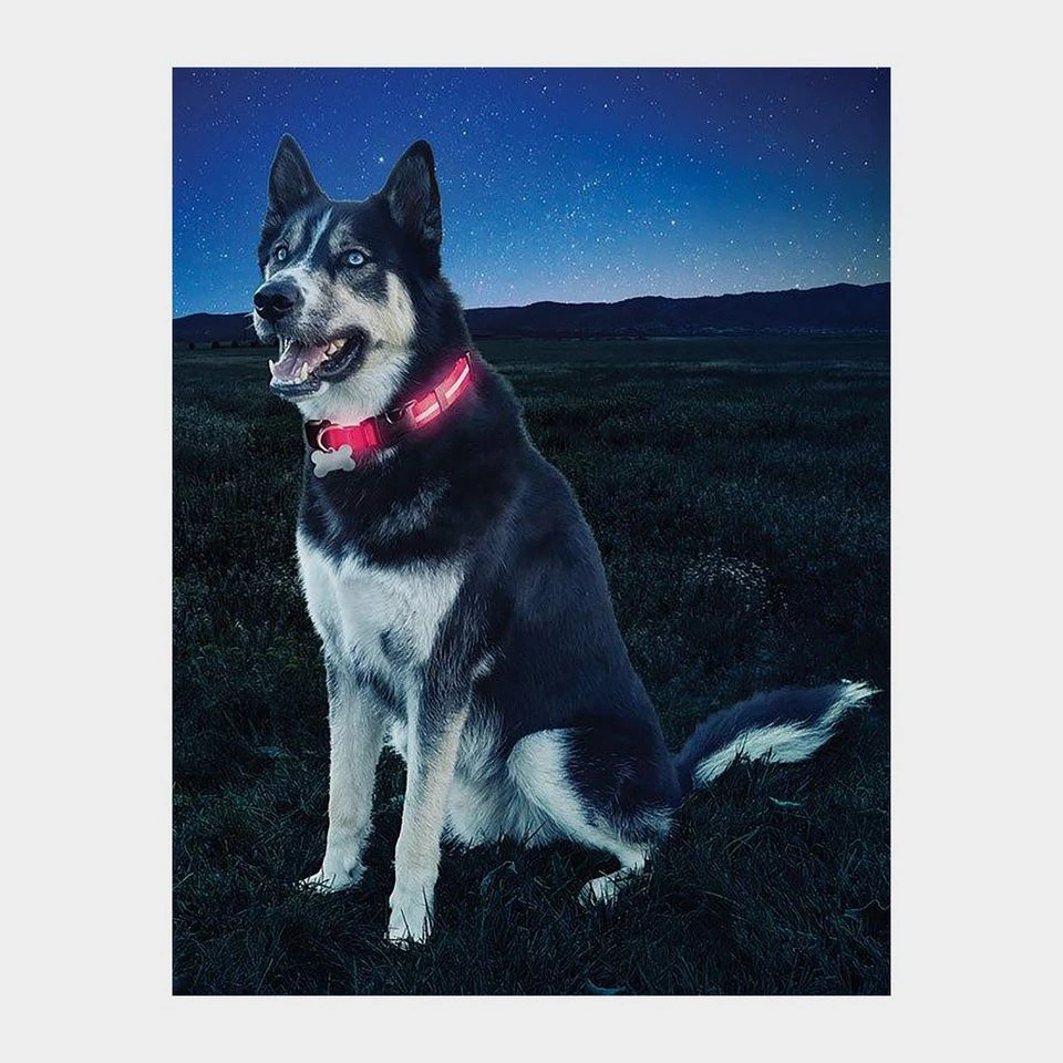 Nite Dawg II LED Collar (Medium) 4 Nite Dawg II LED Collar (Medium) - Image 2