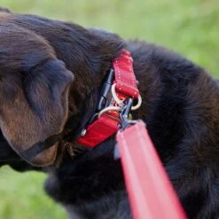 Double Up Dog Collar (Medium) -Garden & Outdoor Equipment Stores go 321272 c