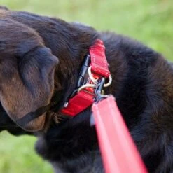 Double Up Dog Collar (Large) 8 Double Up Dog Collar (Large) -Garden & Outdoor Equipment Stores go 321275 c