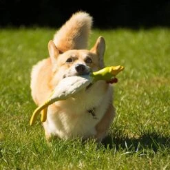 Latex Chicken Lying Small -Garden & Outdoor Equipment Stores go 479061 c