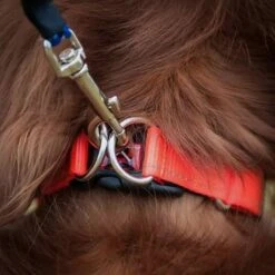 Double Up Dog Collar (Small) -Garden & Outdoor Equipment Stores go 604688 b